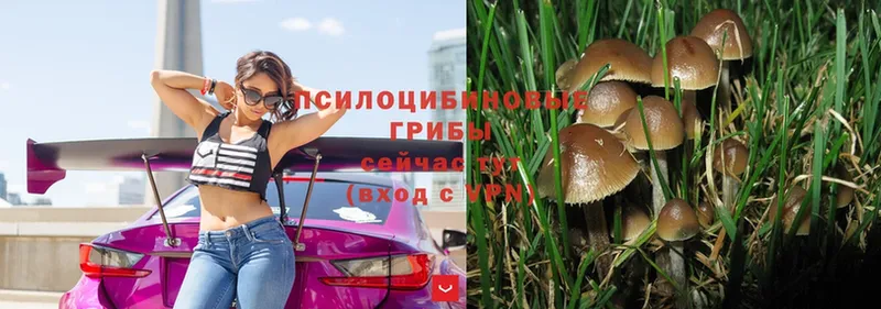 где можно купить   Луза  mega маркетплейс  Псилоцибиновые грибы Psilocybe 